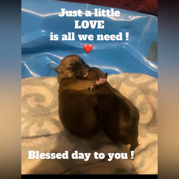 Meet your Posher, Tara - Picture 2 of 10